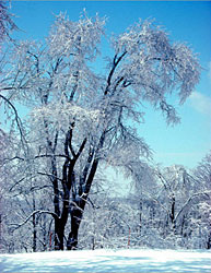 photo winter